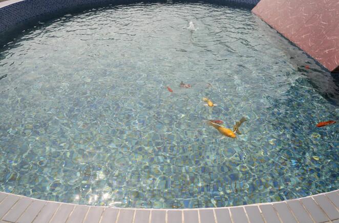 污水凈化后可養(yǎng)魚？這家污水處理廠真牛！-