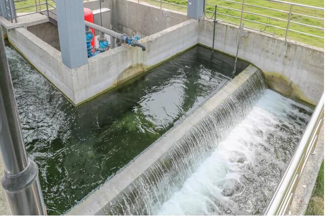 污水凈化后可養(yǎng)魚？這家污水處理廠真牛！-